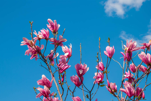 Δέντρο μανόλια σε άνθος. όμορφο μωβ λουλούδι. - Φωτογραφία, εικόνα