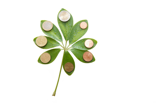 Green leaves with euro coins on white background - Fotografie, Obrázek