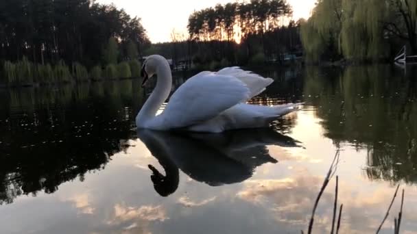 Witte zwanen zwemmen op een meer in het bos. De zon en de wolken worden weerspiegeld in het water. - Video