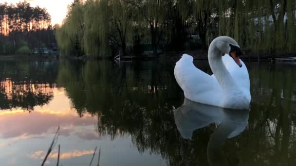 Los cisnes blancos nadan en un lago en el bosque. El sol y las nubes se reflejan en el agua
. - Imágenes, Vídeo