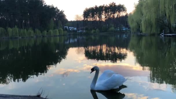 Bílé labutě plavou na jezeře v lese. Slunce a mraky se odrážejí ve vodě. - Záběry, video