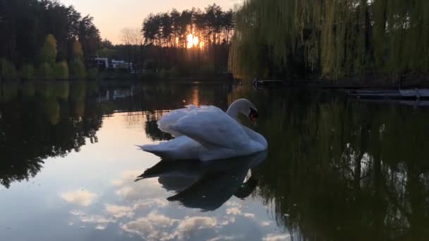 Los cisnes blancos nadan en un lago en el bosque. El sol y las nubes se reflejan en el agua
. - Metraje, vídeo