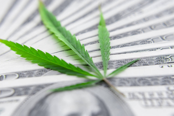 Banconote in dollari sulle foglie di cannabis verde. Denaro e mariju
 - Foto, immagini