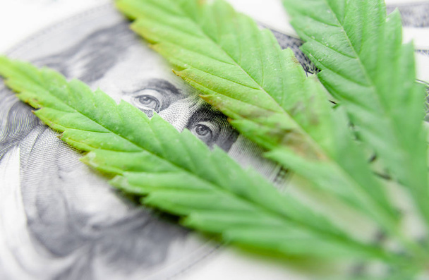 uns Dollarscheine über die grünen Cannabisblätter. Geld und Mariju - Foto, Bild