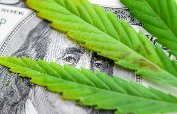 uns Dollarscheine über die grünen Cannabisblätter. Geld und Mariju - Foto, Bild