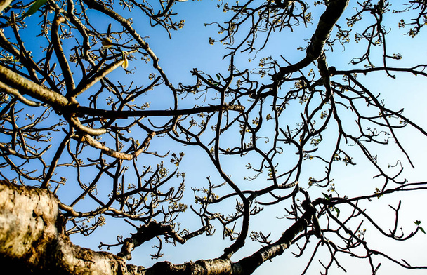 Branch of tree and Frangipani flowers with blue sky - Photo, image