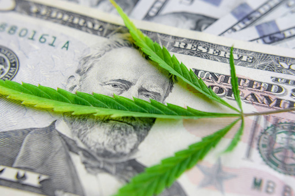 Yeşil kenevir yaprakları üzerinde ABD doları banknotlar. Para ve mariju - Fotoğraf, Görsel