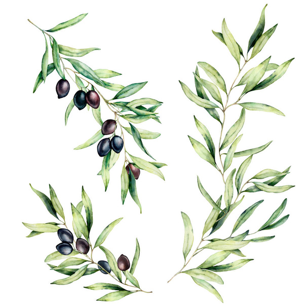 Acuarela conjunto de ramas de olivo con hojas y aceitunas negras. Ilustración floral pintada a mano aislada sobre fondo blanco para diseño, impresión, tela o fondo
. - Foto, Imagen
