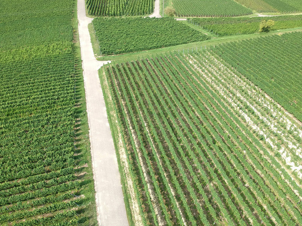 aerial view of vineyard in Breisgau, Germany - Fotoğraf, Görsel