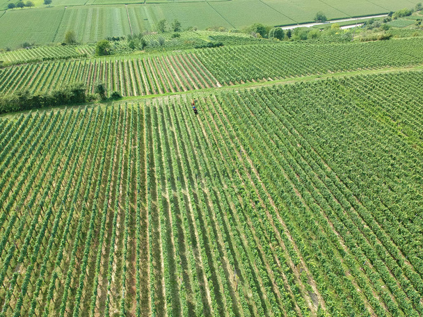 aerial view of vineyard in Breisgau, Germany - Fotografie, Obrázek