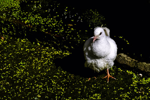 Wild white pigeon (release dove) in Warwick, Warwickshire, United Kingdom - Photo, Image