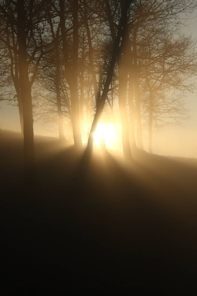 Coucher de soleil projetant des rayons à travers un groupe d'arbres
 - Photo, image