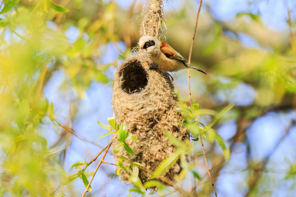 птах сидить на гнізді, тримаючи в дзьобі матеріал для гнізда
 - Фото, зображення