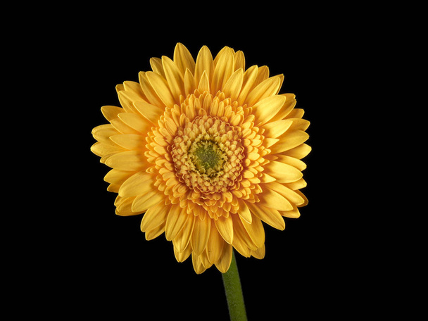 Close-up van gele Gerbera Daisy op een zwarte achtergrond - Foto, afbeelding