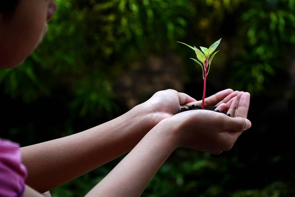 Menschliche Hände, die grüne Pflanzen über die Natur halten - Foto, Bild