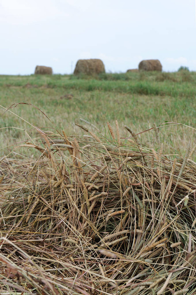 Bir çayırda saman ruloları - Fotoğraf, Görsel