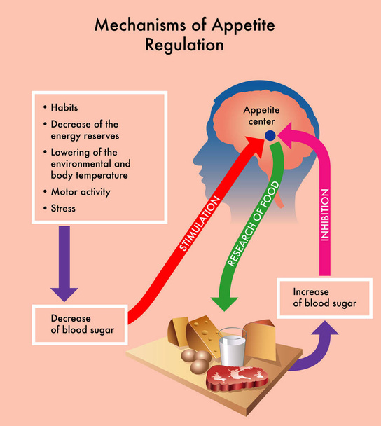 Mechanizmy regulacji apetytu, wektor  - Wektor, obraz