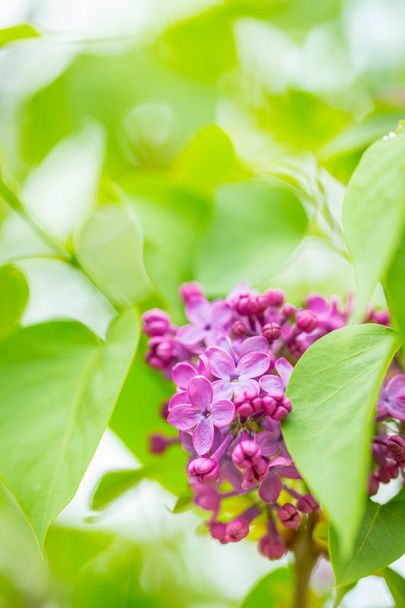 Flores lila púrpura en primavera con fondo verde borroso
 - Foto, Imagen