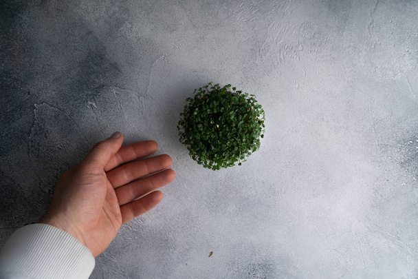 Arugula sprouts growing in round plate and a hand on bright textured table, top view with copy space. Organic cooking and menu. - Foto, immagini