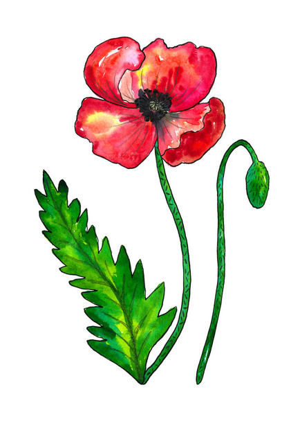 Red poppy. Colorful flower and green leaf. Watercolor hand drawn illustration isolated on white background. - Photo, Image