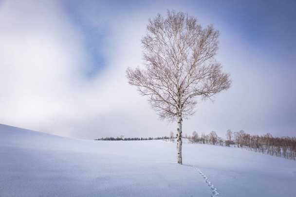 Біей, Японія зима на Панорама Роуд.  - Фото, зображення