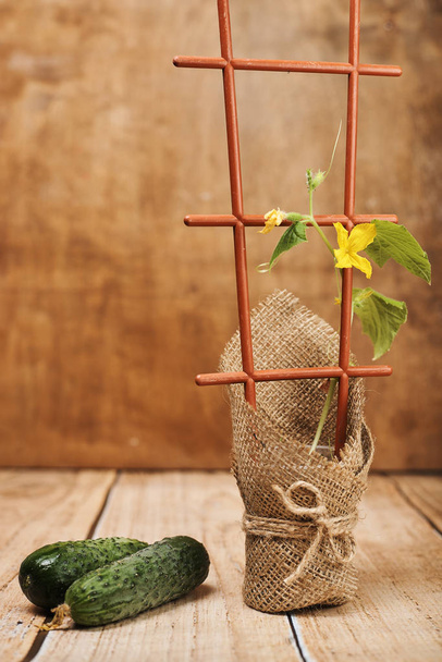 Cucumbers and potted plant on surface - Foto, imagen