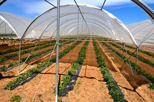 Современная теплица с томатным растением
 - Фото, изображение