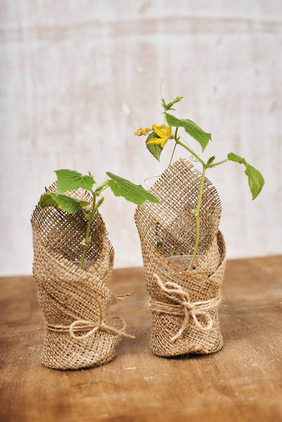 Potted plants with green leaves and yellow flower  - 写真・画像