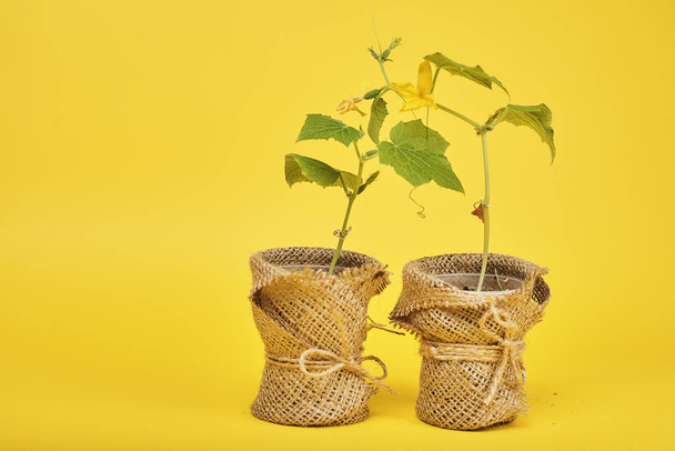Potted plants with green leaves on yellow background  - Foto, Imagem