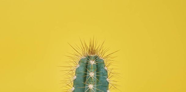 Close up image of cactus on yellow background - 写真・画像