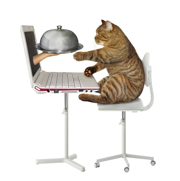 Кошка заказывает еду онлайн
 - Фото, изображение
