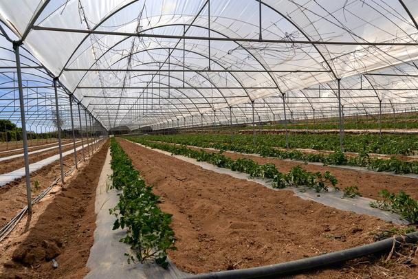 Moderno invernadero con planta de tomate
 - Foto, imagen