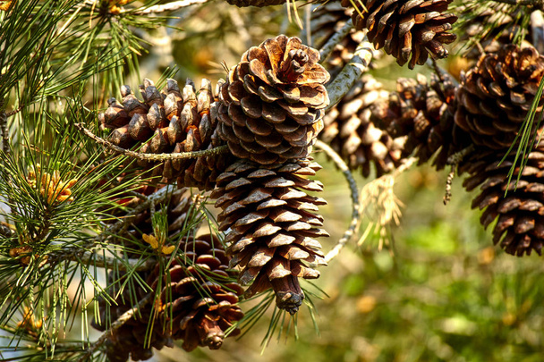 cônes de pin sur la branche à la journée ensoleillée, gros plan
  - Photo, image