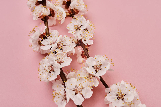 Tree branches with white flowers on pink background - Фото, изображение