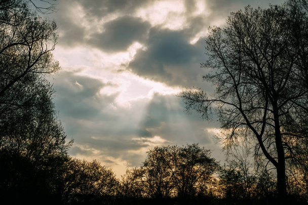 sol inovador através das nuvens sobre a floresta e as árvores após uma tempestade
 - Foto, Imagem