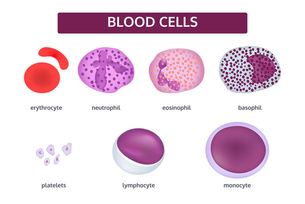 Κελιά διανυσματικών αιμοσφαιρίων - Διάνυσμα, εικόνα