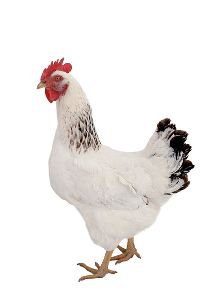 Brown hen - Фото, зображення