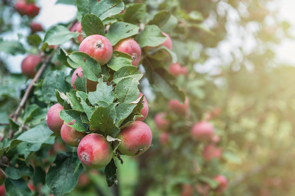 Яблоня с яблоками
 - Фото, изображение