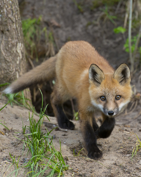 Red fox při pohledu na vás - Fotografie, Obrázek