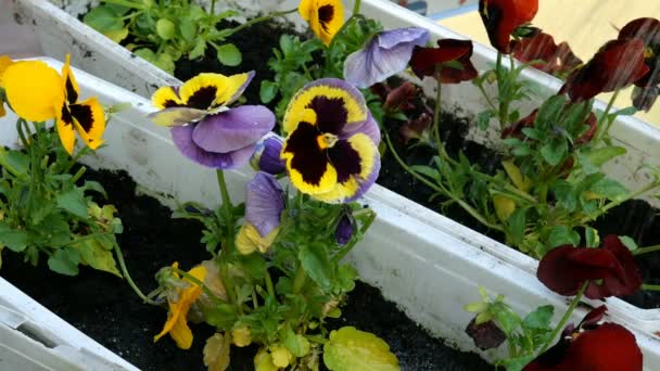 Casa de primavera jardinagem. Mãos de jardineiro que molham de molhar podem pansies ou Viola tricolor no pote de flor com sujeira ou solo
. - Filmagem, Vídeo