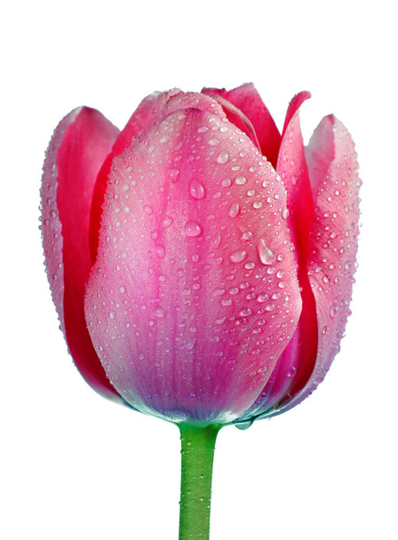 Fiori di tulipani in gocce di rugiada isolati su bianco. Gemme di tulipano primo piano
.  - Foto, immagini
