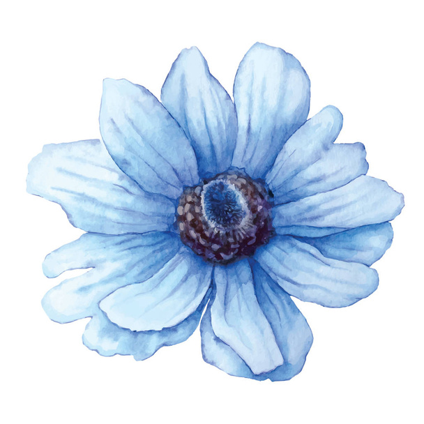 Vector blue anemone in watercolor style isolated on white background. Cutout flower for background, texture, pattern. - Vector, afbeelding