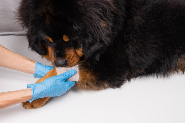 The vet bandages the wound on the dog's paw. Treatment dogs have the vet. - Photo, image