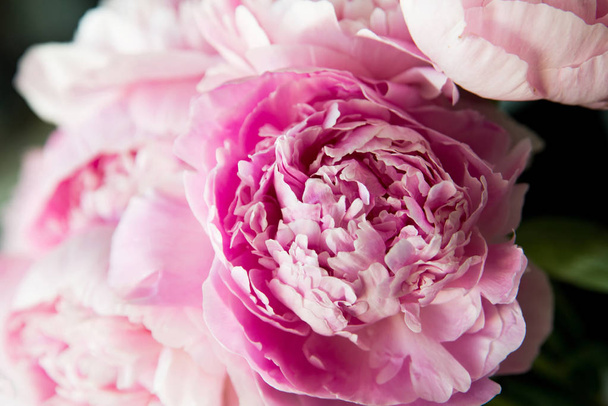 Розовые пионы расцветают на фоне. Цветы
 - Фото, изображение