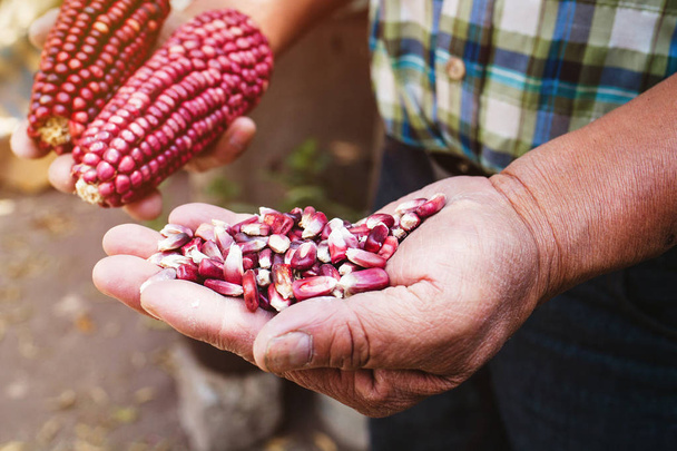 mazorca de maíz roja seca, maíz de color rojo en manos mexicanas en México
 - Foto, imagen