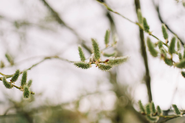 Buds on trees. Spring wallpaper. Abstract blurred background. Springtime. Branches of trees with soft focus. - Φωτογραφία, εικόνα