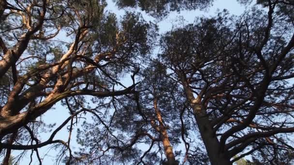 Kruhový pohyb kamery z pozemní oblohy s borovicemi a čirá modrá obloha během západu slunce v zlaté hodině - Záběry, video