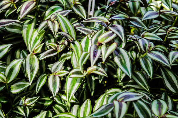 Leaf of inch plant ,Tradescantia zebrina, ornamental plants. - Photo, Image