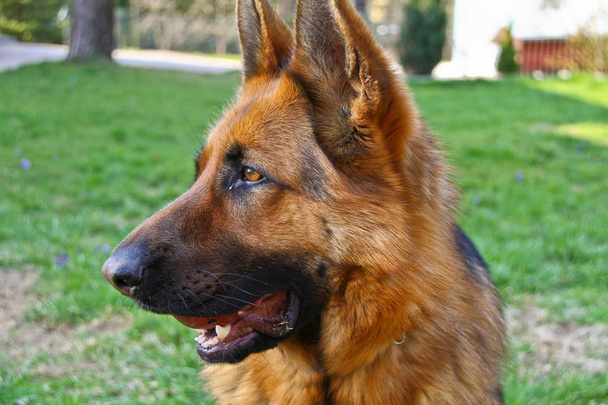 Esta é uma visão da cadela do pastor alemão
. - Foto, Imagem