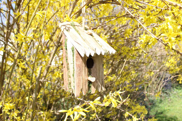 ptačí budka ve Forsythii - Fotografie, Obrázek